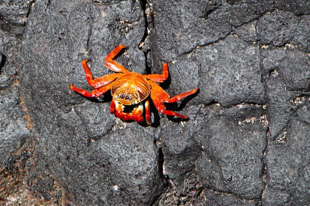 Chez Manany Galapagos Ecolodge Puerto Villamil Exterior foto